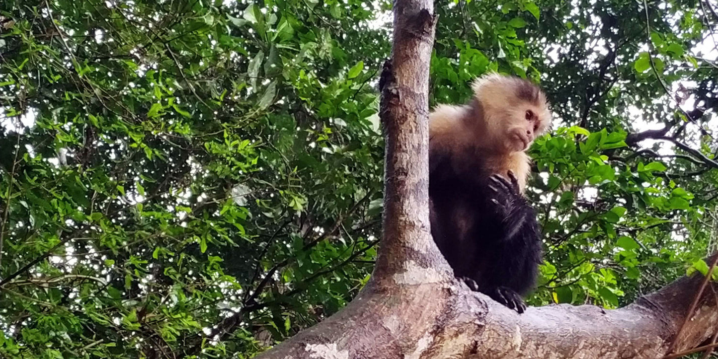 Monkey Watch & Pipeline Trail Eco-Adventure